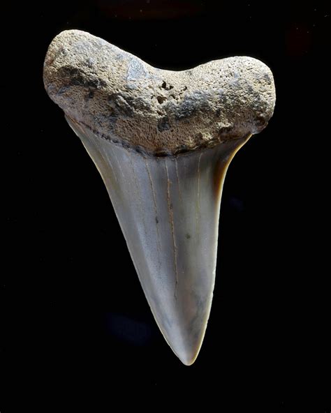 shark tooth fossil.